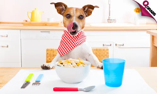 Pet Nutrition Online Course!